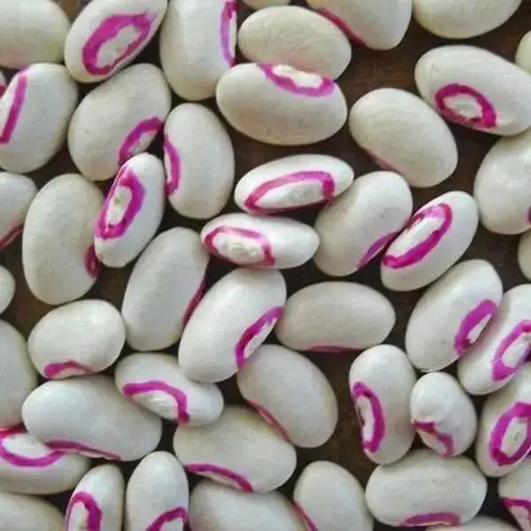 Pink Eyed Purple Hulled Cowpea Seed (vigna unguiculata) Southern Pea - Caribbean garden seed