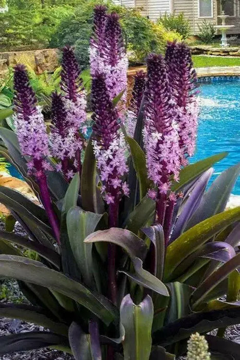 Pineapple Lily 'COCO' (Eucomis Bulb,Elegant,Tropical . - Caribbean garden seed