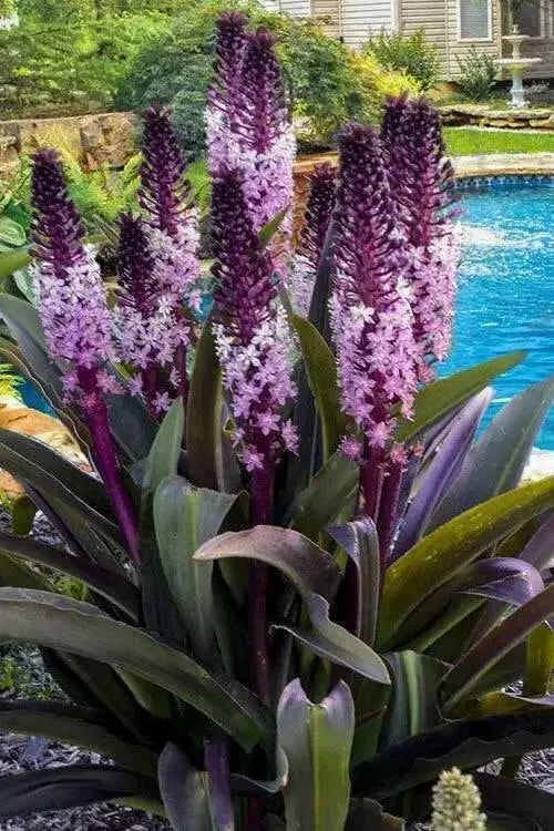 Pineapple Lily 'COCO' (Eucomis Bulb,Elegant,Tropical . - Caribbean garden seed
