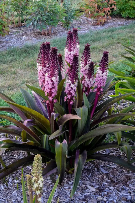 Pineapple Lily 'COCO' (Eucomis Bulb,Elegant,Tropical . - Caribbean garden seed