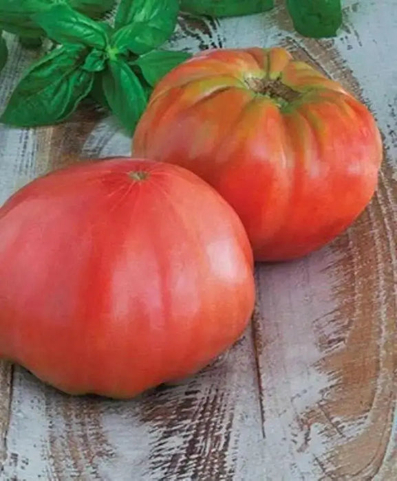Pink Brandywine tomato seeds, Amish heirloom - Caribbean garden seed