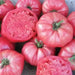 Pink Brandywine tomato seeds, Amish heirloom - Caribbean garden seed