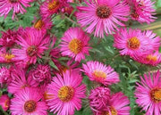 PINK Aster ,FLOWERS Seed - (Aster Alpinus ) - Caribbean garden seed