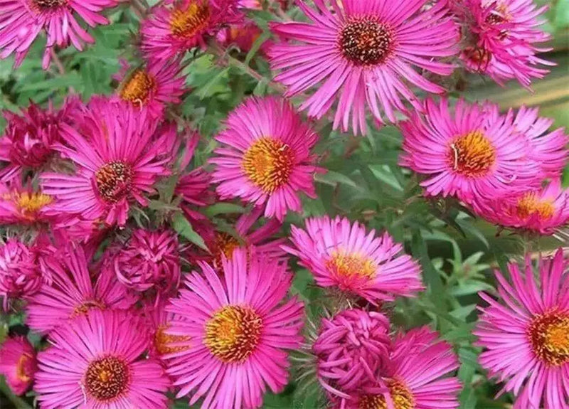 PINK Aster ,FLOWERS Seed - (Aster Alpinus ) - Caribbean garden seed