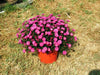 PINK Aster ,FLOWERS Seed - (Aster Alpinus ) - Caribbean garden seed