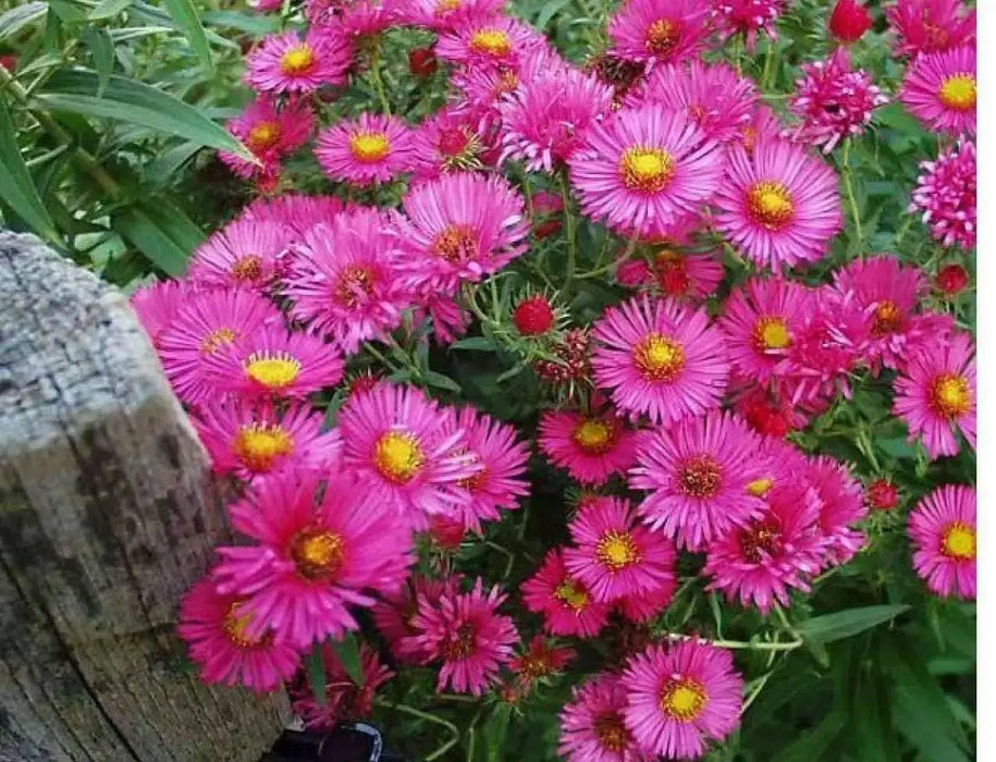 PINK Aster ,FLOWERS Seed - (Aster Alpinus ) - Caribbean garden seed