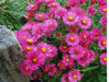 PINK Aster ,FLOWERS Seed - (Aster Alpinus ) - Caribbean garden seed