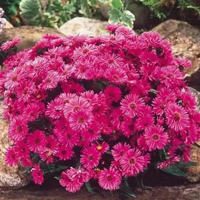 PINK Aster ,FLOWERS Seed - (Aster Alpinus ) - Caribbean garden seed