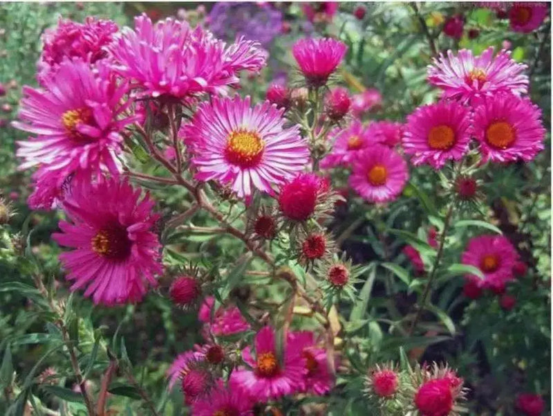 PINK Aster ,FLOWERS Seed - (Aster Alpinus ) - Caribbean garden seed