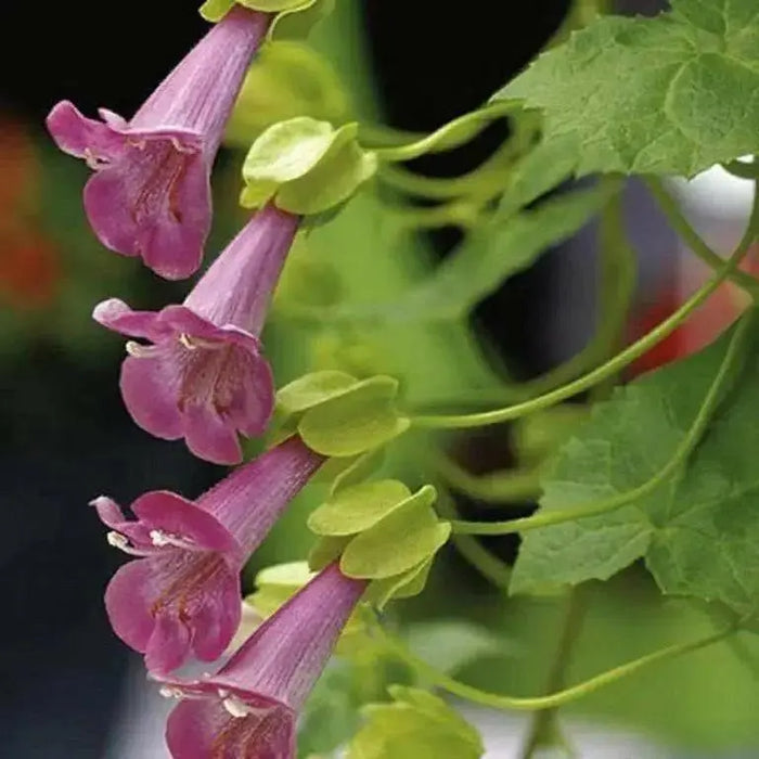 Pink Climbing Snapdragon ,Perennial Vine. - Caribbean garden seed