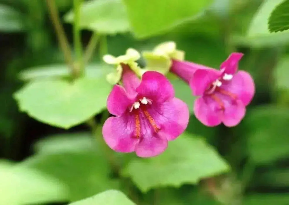 Pink Climbing Snapdragon ,Perennial Vine. - Caribbean garden seed
