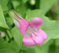 Pink Climbing Snapdragon ,Perennial Vine. - Caribbean garden seed