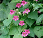 Pink Climbing Snapdragon ,Perennial Vine. - Caribbean garden seed
