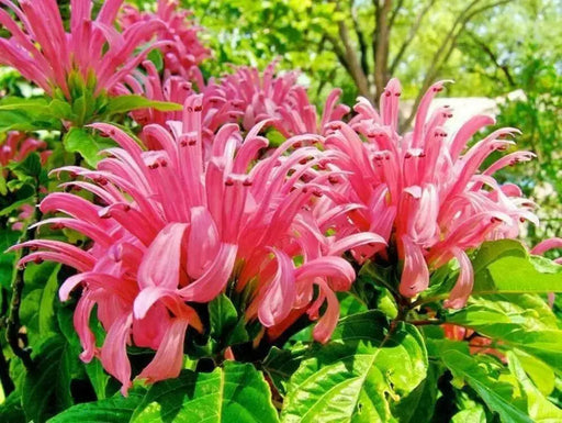Pink Flamingo FAN Flower (LIVE STARTER PLANT)  flowering SHRUB - Caribbean garden seed