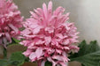 Pink Flamingo FAN Flower (LIVE STARTER PLANT)  flowering SHRUB - Caribbean garden seed