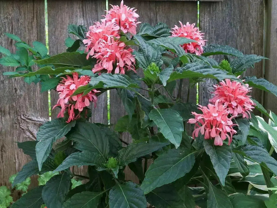 Pink Flamingo FAN Flower (LIVE STARTER PLANT)  flowering SHRUB - Caribbean garden seed