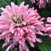 Pink Flamingo FAN Flower (LIVE STARTER PLANT)  flowering SHRUB - Caribbean garden seed
