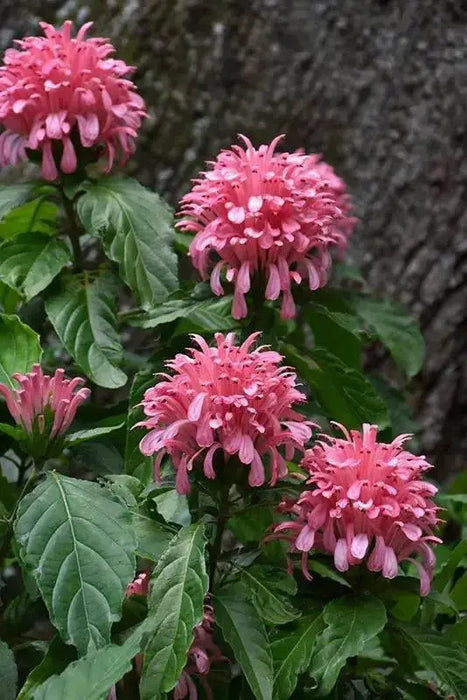 Pink Flamingo FAN Flower (LIVE STARTER PLANT)  flowering SHRUB - Caribbean garden seed