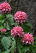 Pink Flamingo FAN Flower (LIVE STARTER PLANT)  flowering SHRUB - Caribbean garden seed