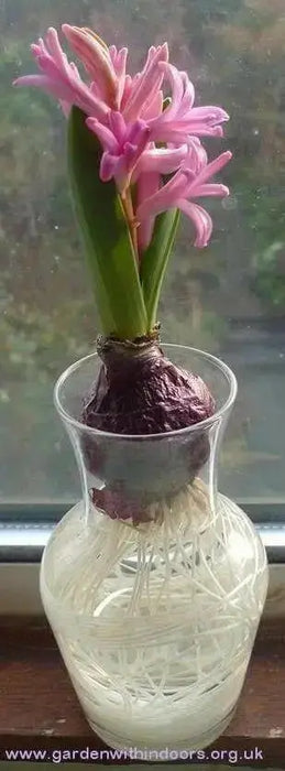 Pink Hyacinth Bulb Forcing Kit - Clear Glass Vase with Pink Hyacinth Bulb - Caribbean garden seed