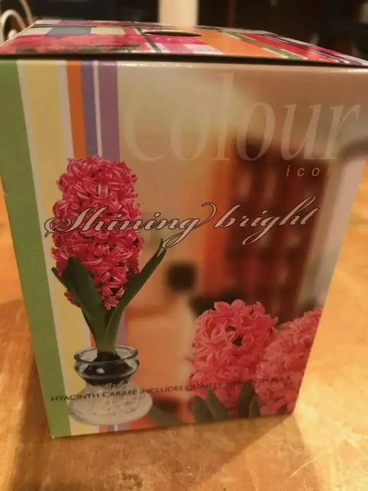 Pink Hyacinth Bulb Forcing Kit - Clear Glass Vase with Pink Hyacinth Bulb - Caribbean garden seed