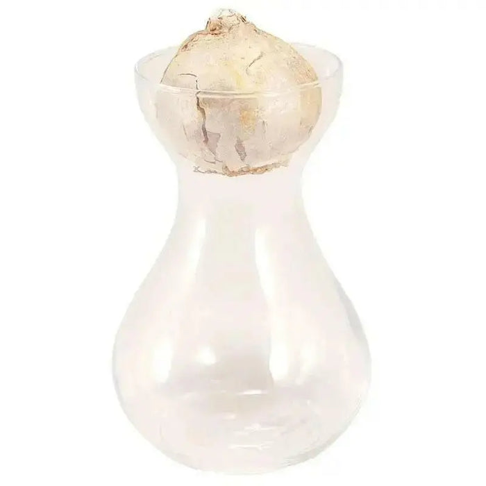 Pink Hyacinth Bulb Forcing Kit - Clear Glass Vase with Pink Hyacinth Bulb - Caribbean garden seed
