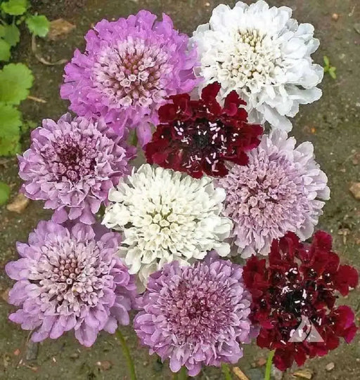 Pincushion Flowes  Seedds‘Imperial Mix’ (Scabiosa atropurpurea) - Caribbean garden seed
