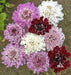 Pincushion Flowes  Seedds‘Imperial Mix’ (Scabiosa atropurpurea) - Caribbean garden seed