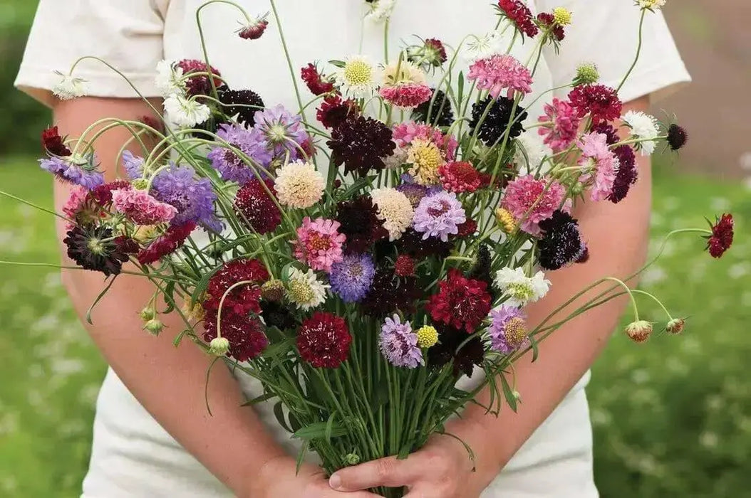 Pincushion Flowes  Seedds‘Imperial Mix’ (Scabiosa atropurpurea) - Caribbean garden seed