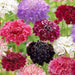 Pincushion Flowes  Seedds‘Imperial Mix’ (Scabiosa atropurpurea) - Caribbean garden seed
