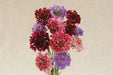 Pincushion Flowes  Seedds‘Imperial Mix’ (Scabiosa atropurpurea) - Caribbean garden seed