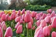 Pink Impression ( TULIP Bulbs) SPRING BLOOM - Caribbean garden seed