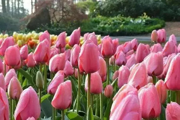 Pink Impression ( TULIP Bulbs) SPRING BLOOM - Caribbean garden seed