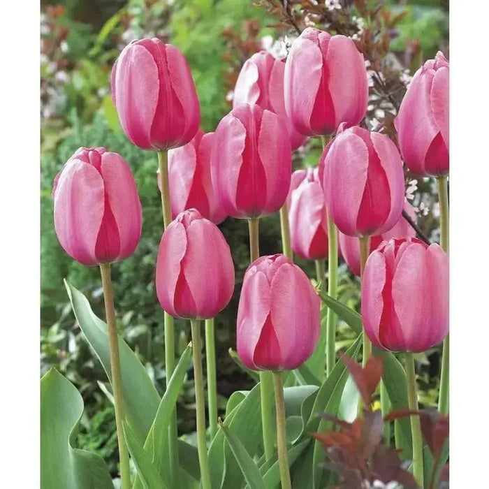 Pink Impression ( TULIP Bulbs) SPRING BLOOM - Caribbean garden seed