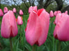 Pink Impression ( TULIP Bulbs) SPRING BLOOM - Caribbean garden seed