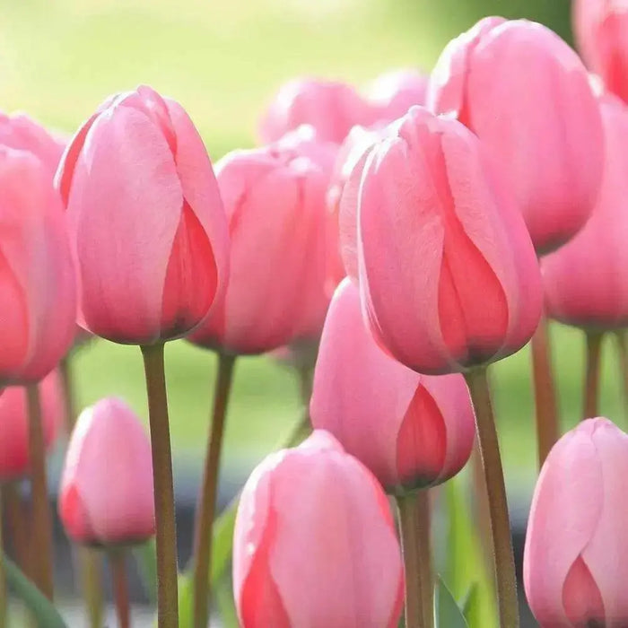 Pink Impression ( TULIP Bulbs) SPRING BLOOM - Caribbean garden seed