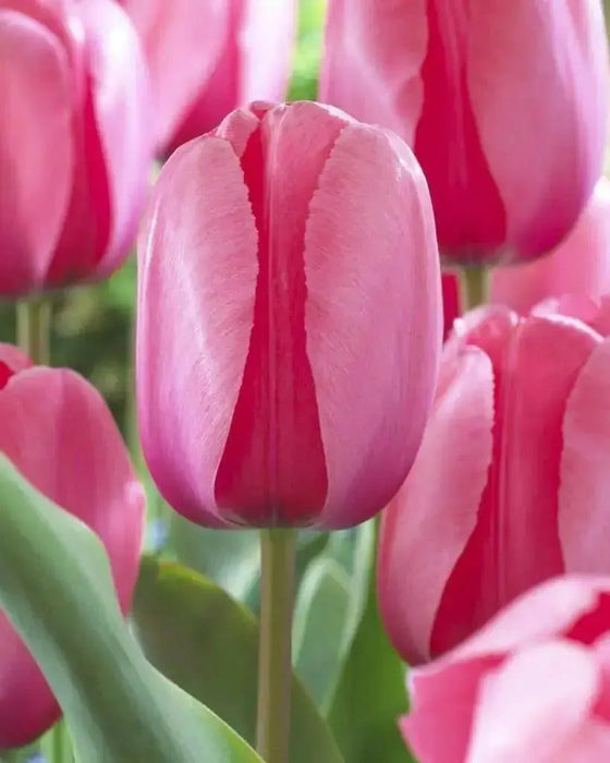Pink Impression ( TULIP Bulbs) SPRING BLOOM - Caribbean garden seed