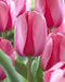 Pink Impression ( TULIP Bulbs) SPRING BLOOM - Caribbean garden seed
