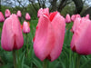 Pink Impression ( TULIP Bulbs) SPRING BLOOM - Caribbean garden seed