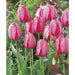Pink Impression ( TULIP Bulbs) SPRING BLOOM - Caribbean garden seed