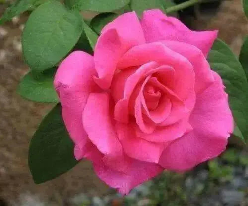 PINK ROSE BUSH  (1 Plant) TROPICAL  Outdoor,perennial shrub - Caribbean garden seed