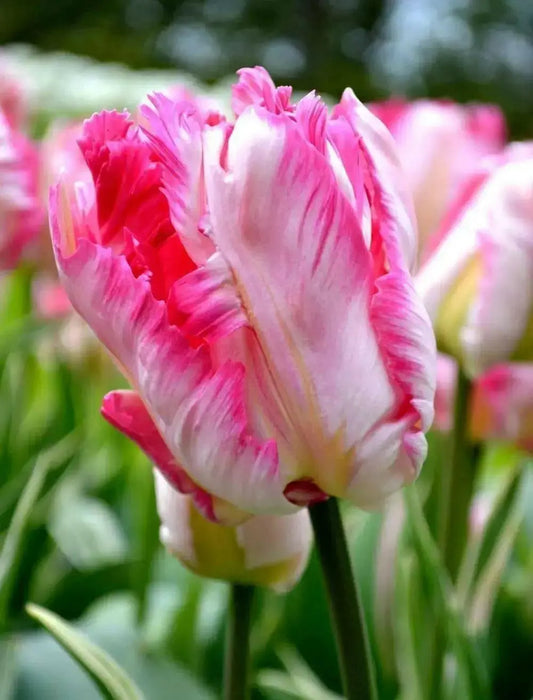 Pink Vision, Parrot Tulip Bulb-fall planting - Caribbean garden seed