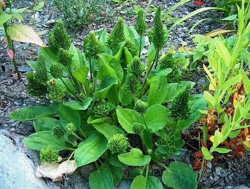 Plantago major Seeds, Vegetable , Herb - Caribbean garden seed