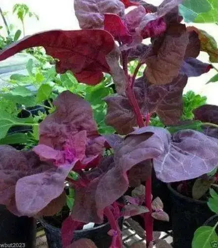 Pink Orach,Passion Spinach,Mountain Spinach,French Spinach - Caribbean garden seed