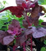 Pink Orach,Passion Spinach,Mountain Spinach,French Spinach - Caribbean garden seed