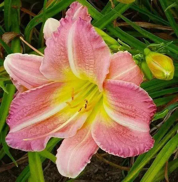 Pink Tirzah Daylily, (3 roots) perennial, fragrant bloom  . PLANT BareRoot - Caribbean garden seed