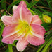 Pink Tirzah Daylily, (3 roots) perennial, fragrant bloom  . PLANT BareRoot - Caribbean garden seed