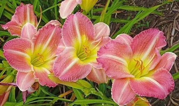 Pink Tirzah Daylily, (3 roots) perennial, fragrant bloom  . PLANT BareRoot - Caribbean garden seed