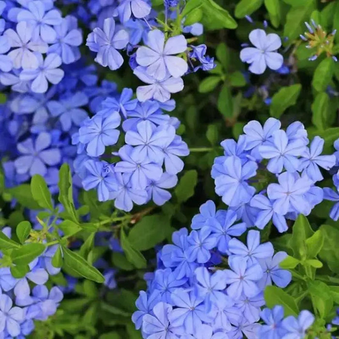 Plumbago Dark Blue ( LIVE STARTER PLANT) PERENNIAL SHRUB - Caribbean garden seed