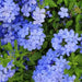 Plumbago Dark Blue ( LIVE STARTER PLANT) PERENNIAL SHRUB - Caribbean garden seed